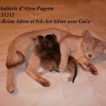 chaton Abyssin black silver I-Reine Silver Chatterie d'Alyse Pagerie Abyssin black silver