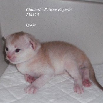 chaton Abyssin cinnamon silver Ig-Or silver Chatterie d'Alyse Pagerie chaton Abyssin cinnamon silver Ig-Or silver Chatterie d'Alyse Pagerie