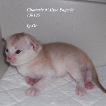 chaton Abyssin cinnamon silver Ig-Or silver Chatterie d'Alyse Pagerie