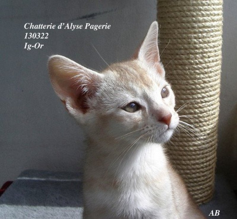 Ig-Or silver d'ALYSE PAGERIE Mâle Abyssin