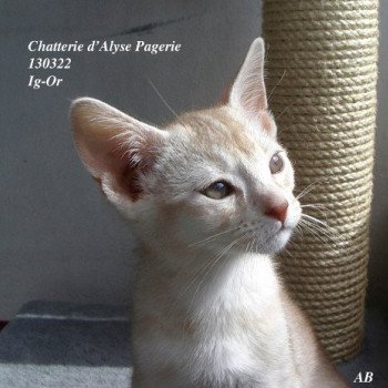 chaton Abyssin cinnamon silver Ig-Or silver Chatterie d'Alyse Pagerie chaton Abyssin cinnamon silver Ig-Or silver Chatterie d'Alyse Pagerie