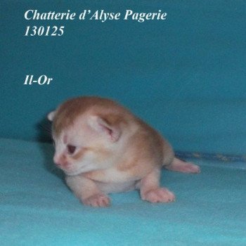 chaton Abyssin cinnamon silver Il-Or silver Chatterie d'Alyse Pagerie chaton Abyssin cinnamon silver Il-Or silver Chatterie d'Alyse Pagerie