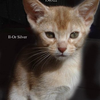chaton Abyssin cinnamon silver Il-Or silver Chatterie d'Alyse Pagerie
