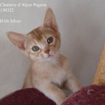 chaton Abyssin cinnamon silver Il-Or silver Chatterie d'Alyse Pagerie