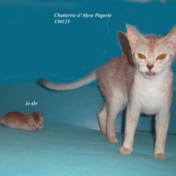 chaton Abyssin cinnamon silver Iv-Or silver Chatterie d'Alyse Pagerie chaton Abyssin cinnamon silver Iv-Or silver Chatterie d'Alyse Pagerie