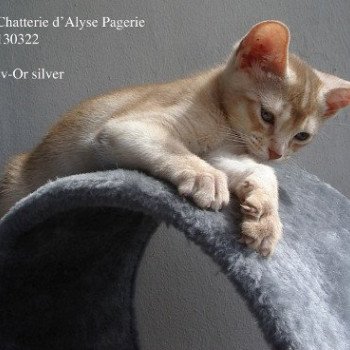 chaton Abyssin cinnamon silver Iv-Or silver Chatterie d'Alyse Pagerie chaton Abyssin cinnamon silver Iv-Or silver Chatterie d'Alyse Pagerie