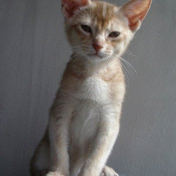 chaton Abyssin cinnamon silver Iv-Or silver Chatterie d'Alyse Pagerie chaton Abyssin cinnamon silver Iv-Or silver Chatterie d'Alyse Pagerie
