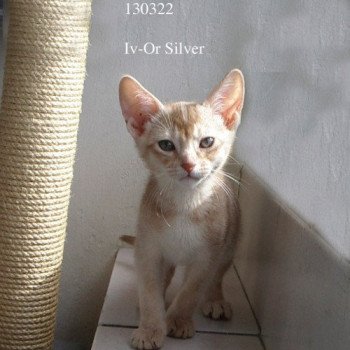 chaton Abyssin cinnamon silver Iv-Or silver Chatterie d'Alyse Pagerie chaton Abyssin cinnamon silver Iv-Or silver Chatterie d'Alyse Pagerie