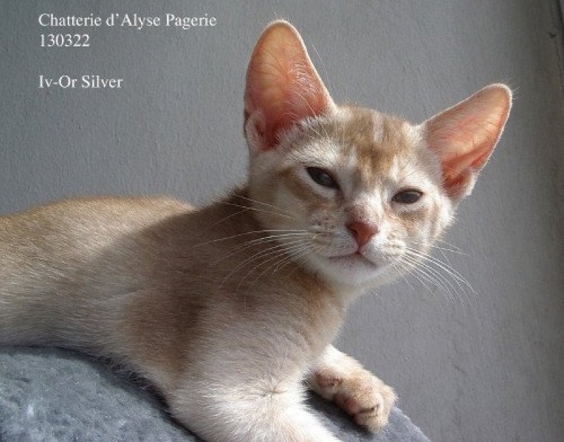 Iv-Or silver d'ALYSE PAGERIE Mâle Abyssin