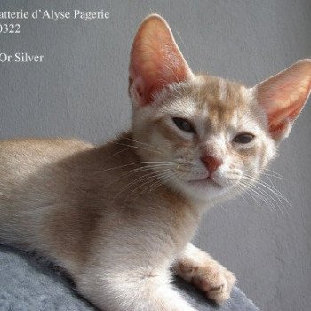 chaton Abyssin cinnamon silver Iv-Or silver Chatterie d'Alyse Pagerie chaton Abyssin cinnamon silver Iv-Or silver Chatterie d'Alyse Pagerie