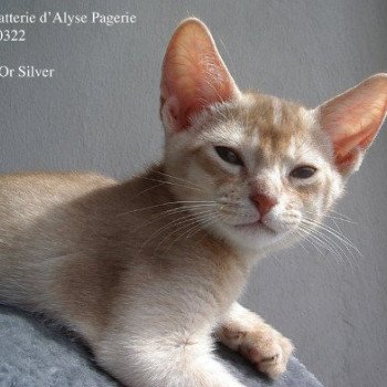 chaton Abyssin cinnamon silver Iv-Or silver Chatterie d'Alyse Pagerie
