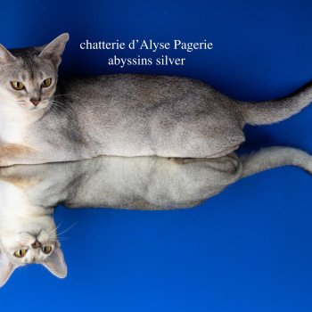 chaton Abyssin black silver ticked tabby UNA-NÎMES SILVER Chatterie d'Alyse Pagerie