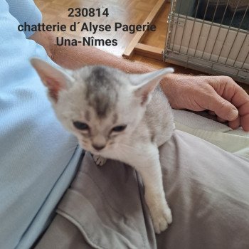 chaton Abyssin black silver ticked tabby UNA-NÎMES SILVER Chatterie d'Alyse Pagerie