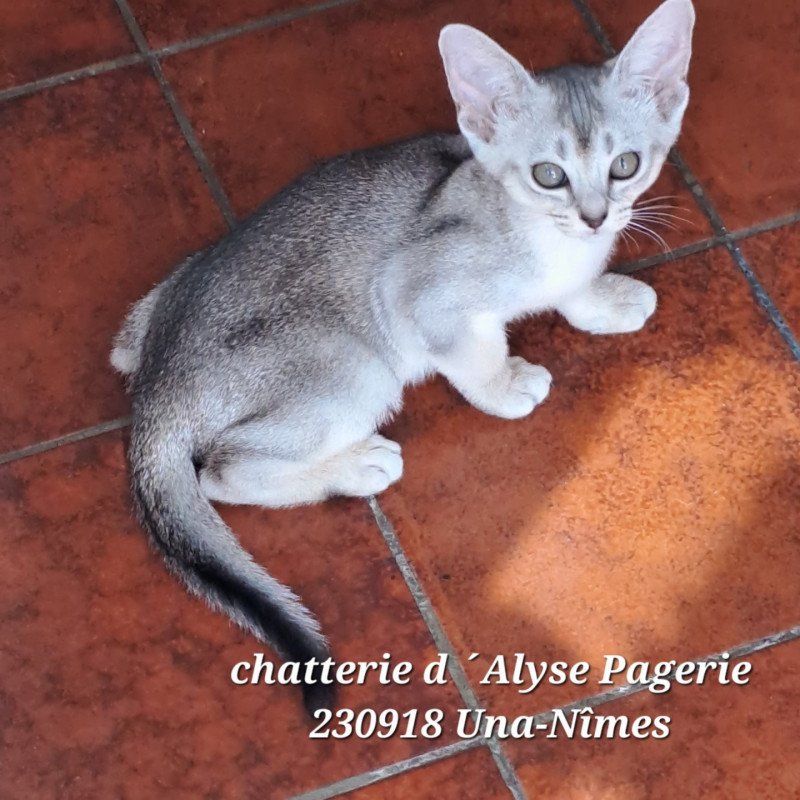 UNA-NÎMES SILVER d'ALYSE PAGERIE Femelle Abyssin