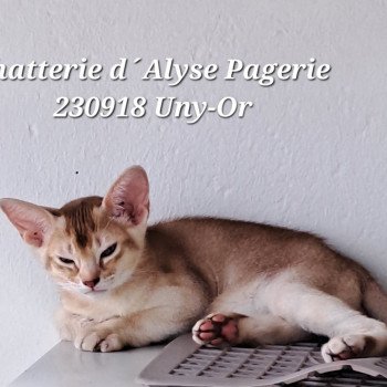 chaton Abyssin cinnamon silver ticked tabby UNY-OR SILVER Chatterie d'Alyse Pagerie