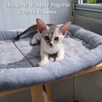chaton Abyssin black silver ticked tabby URANUS SILVER Chatterie d'Alyse Pagerie