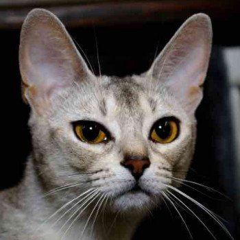 chat Abyssin Vaïtéa Silver Chatterie d'Alyse Pagerie Abyssin black silver