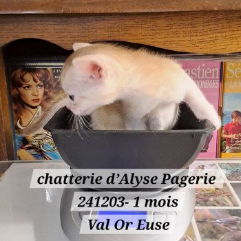 chaton Abyssin cinnamon silver ticked tabby VAL-OR-EUSE silver Chatterie d'Alyse Pagerie