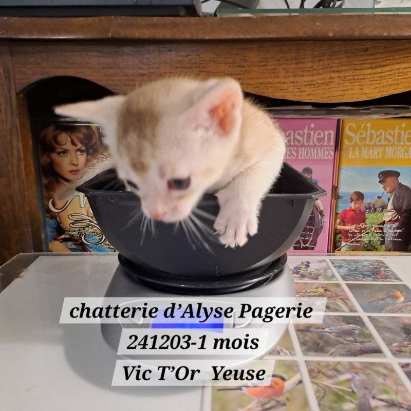 VIC T'OR YEUSE silver d'ALYSE PAGERIE Femelle Abyssin