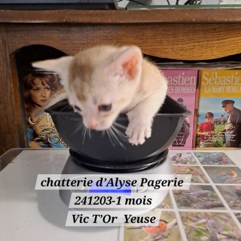 chaton Abyssin cinnamon silver ticked tabby VIC T'OR YEUSE silver Chatterie d'Alyse Pagerie