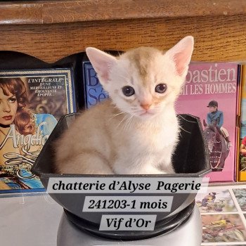 chaton Abyssin cinnamon silver ticked tabby VIF D'OR silver Chatterie d'Alyse Pagerie