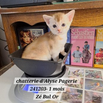 chaton Abyssin cinnamon silver ZE-BU-L'OR silver Chatterie d'Alyse Pagerie