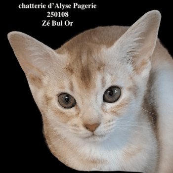 chaton Abyssin cinnamon silver ZE-BU-L'OR silver Chatterie d'Alyse Pagerie