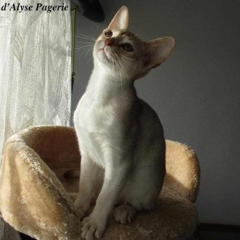 Cat Abyssinian Noëlyse D'ALYSE PAGERIE Abyssin cinnamon silver ticked tabby