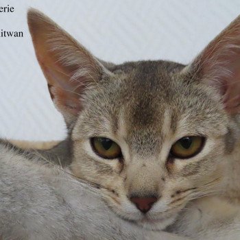 Kitten Abyssinian On Séme silver du Chitwan D'ALYSE PAGERIE Abyssin black silver ticked tabby