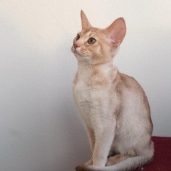Cat Abyssinian Or-Hizon D'ALYSE PAGERIE Abyssin cinnamon silver ticked tabby