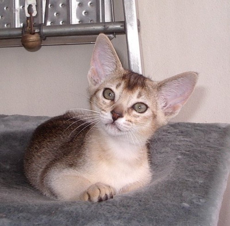C l'Ul Silver d'ALYSE PAGERIE Femelle Abyssin