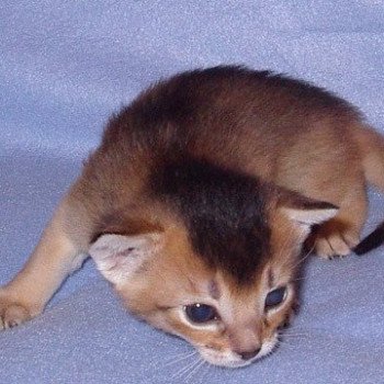 chaton d'apparence Abyssin Caramba Chatterie d'Alyse Pagerie Abyssin black