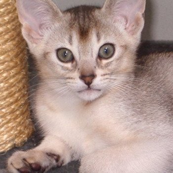 chaton d'apparence Abyssin Cool Baby Silver Chatterie d'Alyse Pagerie Abyssin black silver