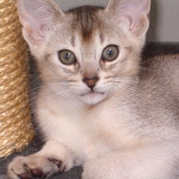 chaton d'apparence Abyssin Cool Baby Silver Chatterie d'Alyse Pagerie