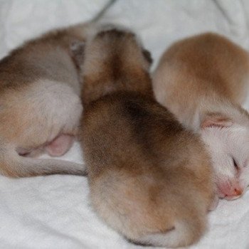 Kitten Abyssinian D'Alyse Silver ❤ Silver Dreamer 2020 Chatterie d'Alyse Pagerie