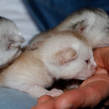 Kitten Abyssinian D'Alyse Silver ❤ Silver Dreamer 2020 Chatterie d'Alyse Pagerie Kitten Abyssinian D'Alyse Silver ❤ Silver Dreamer 2020 Chatterie d'Alyse Pagerie