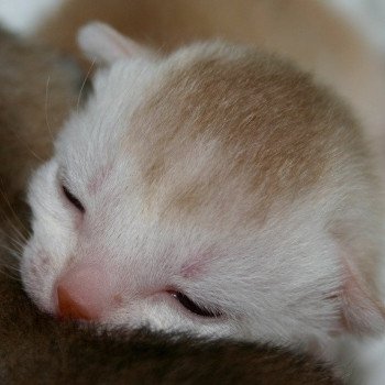 Kitten Abyssinian D'Alyse Silver ❤ Silver Dreamer 2020 Chatterie d'Alyse Pagerie Kitten Abyssinian D'Alyse Silver ❤ Silver Dreamer 2020 Chatterie d'Alyse Pagerie