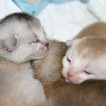 Kitten Abyssinian D'Alyse Silver ❤ Silver Dreamer 2020 Chatterie d'Alyse Pagerie Kitten Abyssinian D'Alyse Silver ❤ Silver Dreamer 2020 Chatterie d'Alyse Pagerie