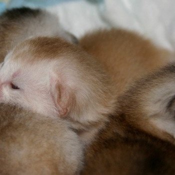 Kitten Abyssinian D'Alyse Silver ❤ Silver Dreamer 2020 Chatterie d'Alyse Pagerie Kitten Abyssinian D'Alyse Silver ❤ Silver Dreamer 2020 Chatterie d'Alyse Pagerie