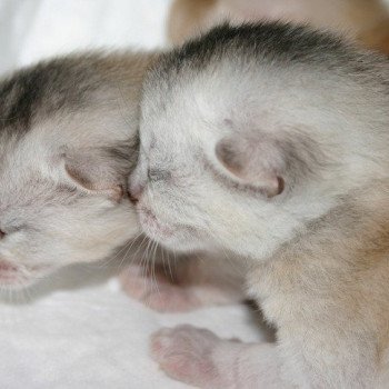 Kitten Abyssinian D'Alyse Silver ❤ Silver Dreamer 2020 Chatterie d'Alyse Pagerie Kitten Abyssinian D'Alyse Silver ❤ Silver Dreamer 2020 Chatterie d'Alyse Pagerie