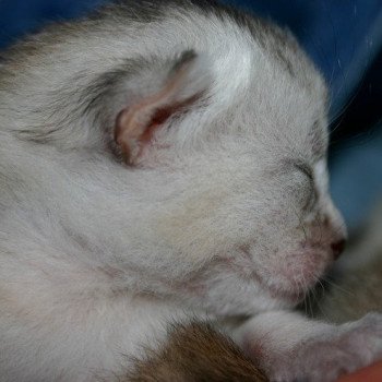 Kitten Abyssinian D'Alyse Silver ❤ Silver Dreamer 2020 Chatterie d'Alyse Pagerie Kitten Abyssinian D'Alyse Silver ❤ Silver Dreamer 2020 Chatterie d'Alyse Pagerie