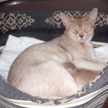 Kitten Abyssinian D'Alyse Silver ❤ Silver Dreamer 2020 Chatterie d'Alyse Pagerie Kitten Abyssinian D'Alyse Silver ❤ Silver Dreamer 2020 Chatterie d'Alyse Pagerie