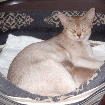 Kitten Abyssinian D'Alyse Silver ❤ Silver Dreamer 2020 Chatterie d'Alyse Pagerie