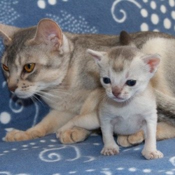 Kitten Abyssinian Diem Tu ❤ Silver Dreamer 2020 Chatterie d'Alyse Pagerie Kitten Abyssinian Diem Tu ❤ Silver Dreamer 2020 Chatterie d'Alyse Pagerie