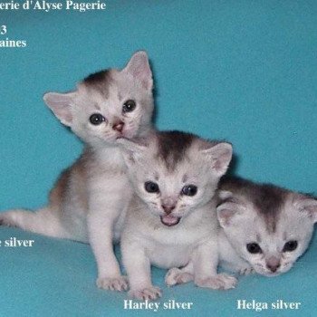 Kitten Abyssinian Fée line Silver ❤ Drakkar Silver Chatterie d'Alyse Pagerie