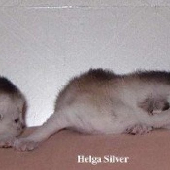 Kitten Abyssinian Fée line Silver ❤ Drakkar Silver Chatterie d'Alyse Pagerie Kitten Abyssinian Fée line Silver ❤ Drakkar Silver Chatterie d'Alyse Pagerie