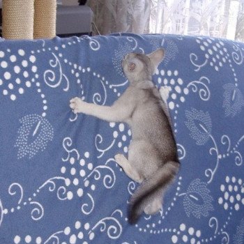 Kitten Abyssinian Fée line Silver ❤ Drakkar Silver Chatterie d'Alyse Pagerie Kitten Abyssinian Fée line Silver ❤ Drakkar Silver Chatterie d'Alyse Pagerie