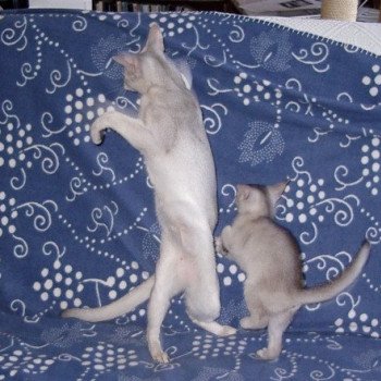 Kitten Abyssinian Fée line Silver ❤ Drakkar Silver Chatterie d'Alyse Pagerie Kitten Abyssinian Fée line Silver ❤ Drakkar Silver Chatterie d'Alyse Pagerie
