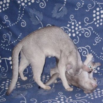 Kitten Abyssinian Fée line Silver ❤ Drakkar Silver Chatterie d'Alyse Pagerie Kitten Abyssinian Fée line Silver ❤ Drakkar Silver Chatterie d'Alyse Pagerie