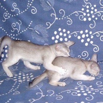 Kitten Abyssinian Fée line Silver ❤ Drakkar Silver Chatterie d'Alyse Pagerie Kitten Abyssinian Fée line Silver ❤ Drakkar Silver Chatterie d'Alyse Pagerie